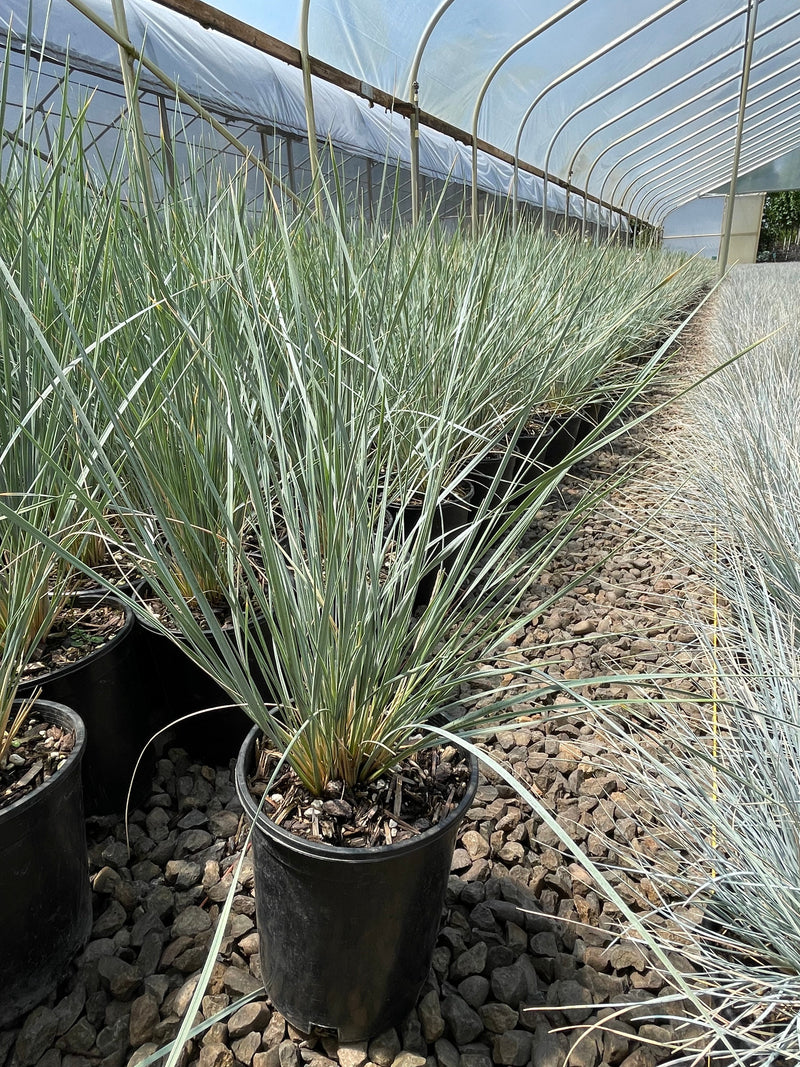Grass, Helictotrichon sempervirens