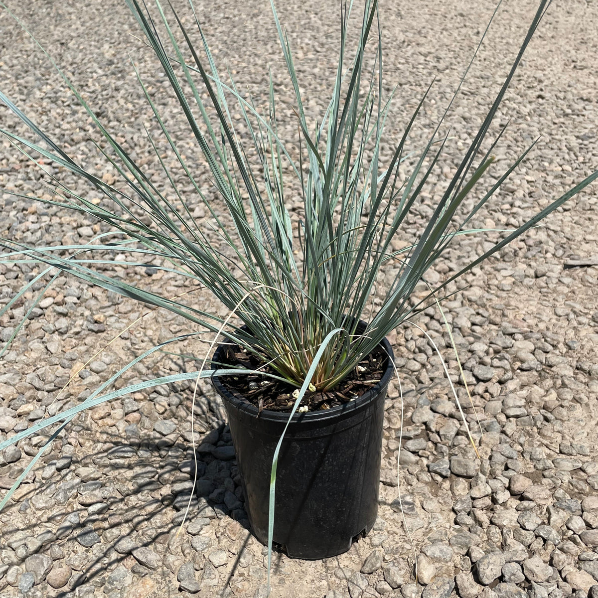 Grass, Helictotrichon sempervirens