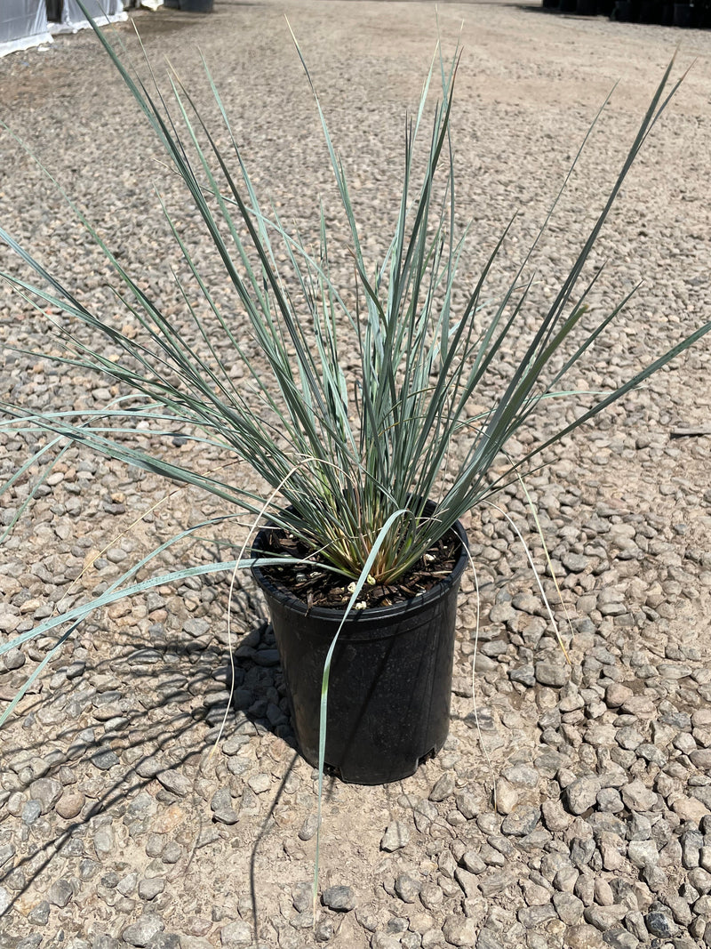 Grass, Helictotrichon sempervirens