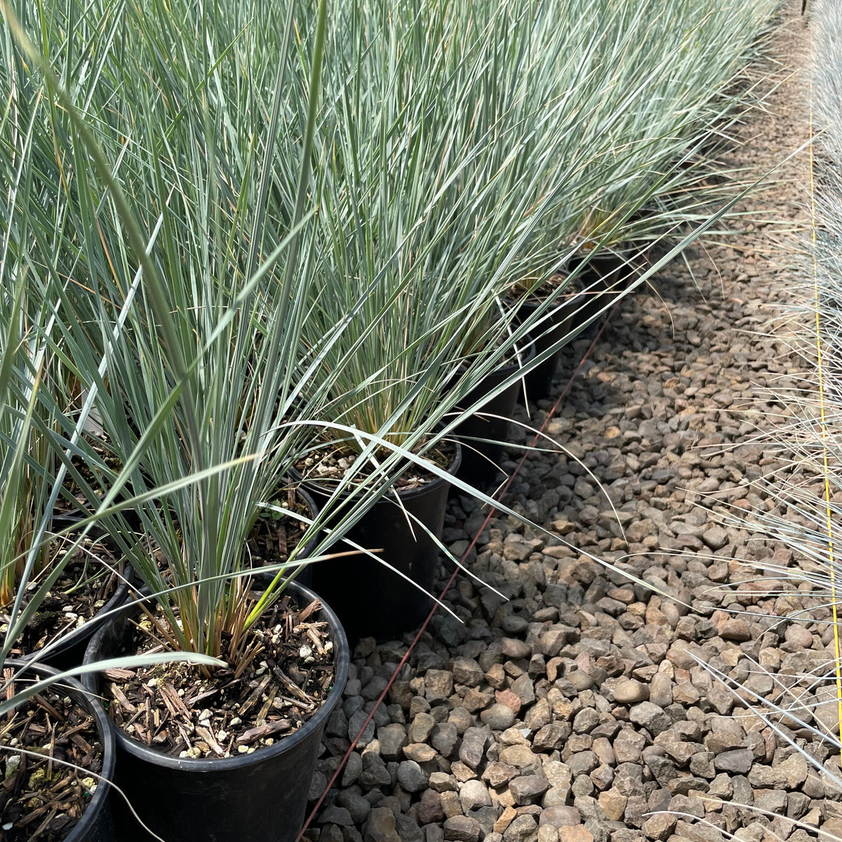 Grass, Helictotrichon sempervirens