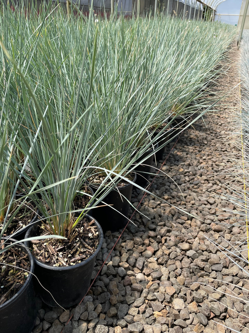 Grass, Helictotrichon sempervirens