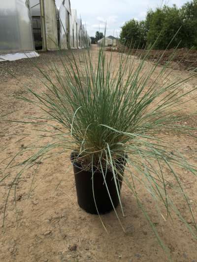 Grass, Helictotrichon sempervirens