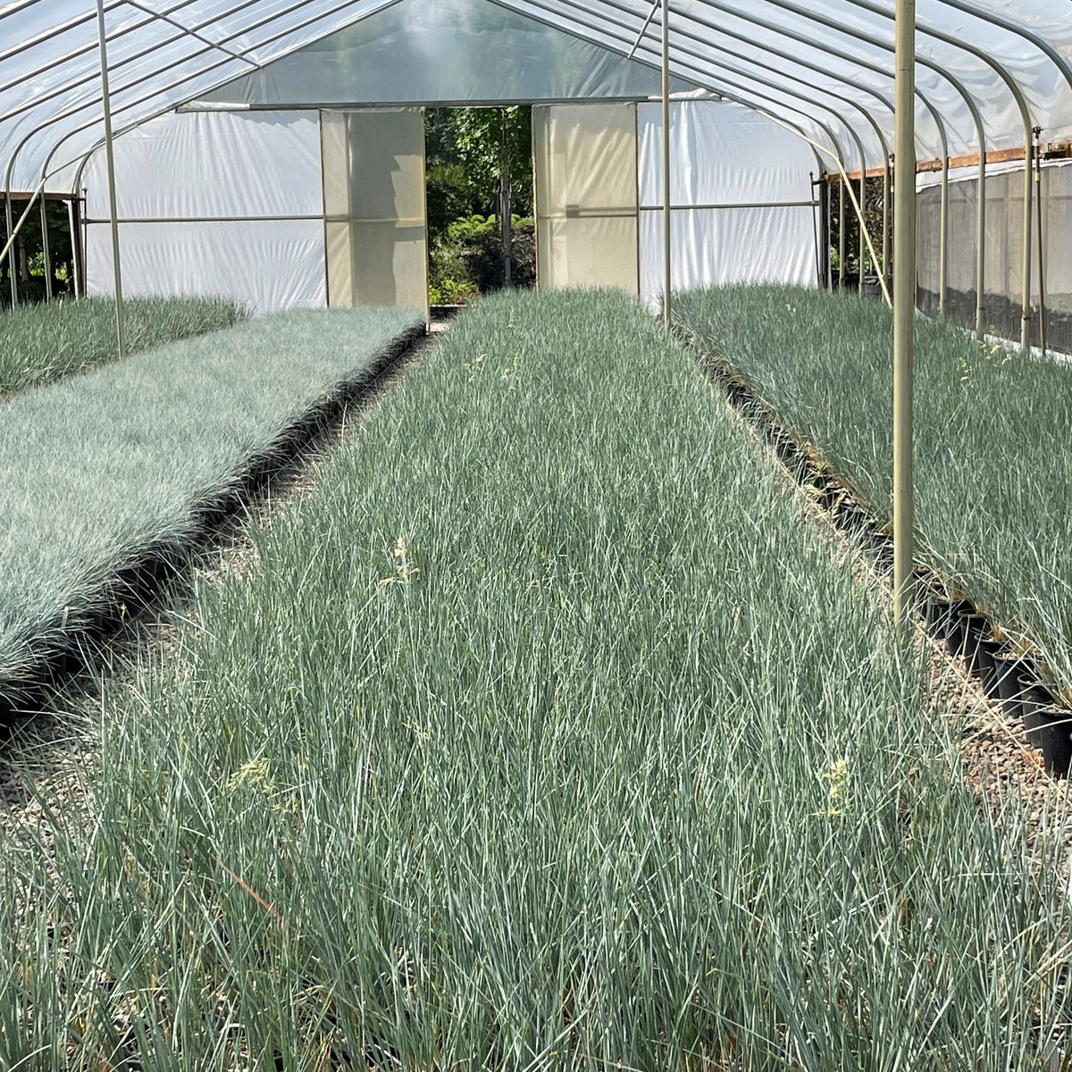 Grass, Helictotrichon sempervirens