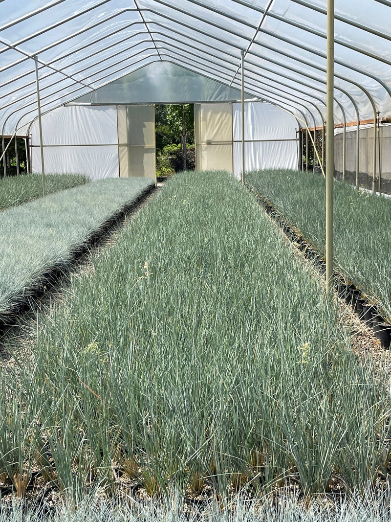 Grass, Helictotrichon sempervirens