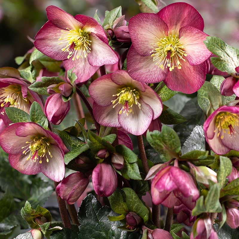 Helleborus HGC® ICE N' ROSES® 'Mary Marble'