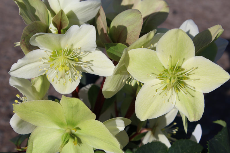 Helleborus x ericsmithii 'HGC Champion' PPAF