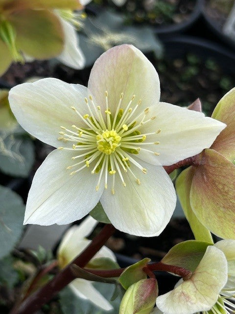 Helleborus x ericsmithii 'HGC Champion' PPAF
