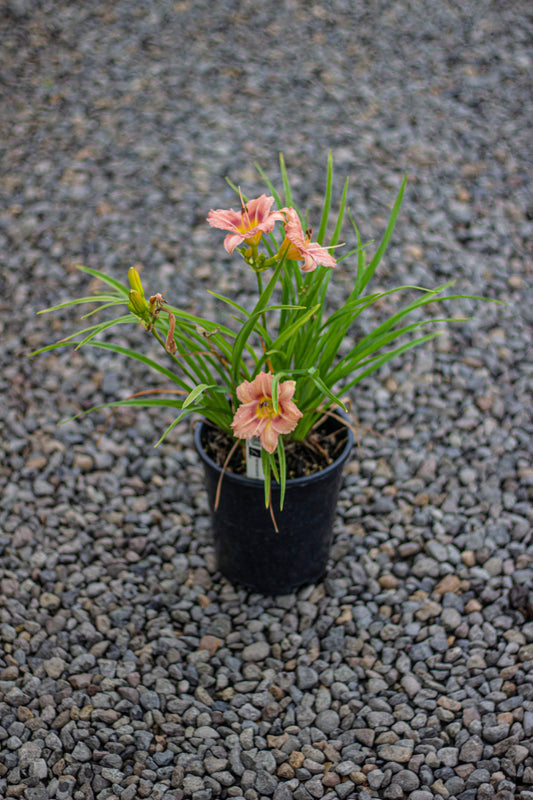 Hemerocallis EveryDayLily® 'Rose'