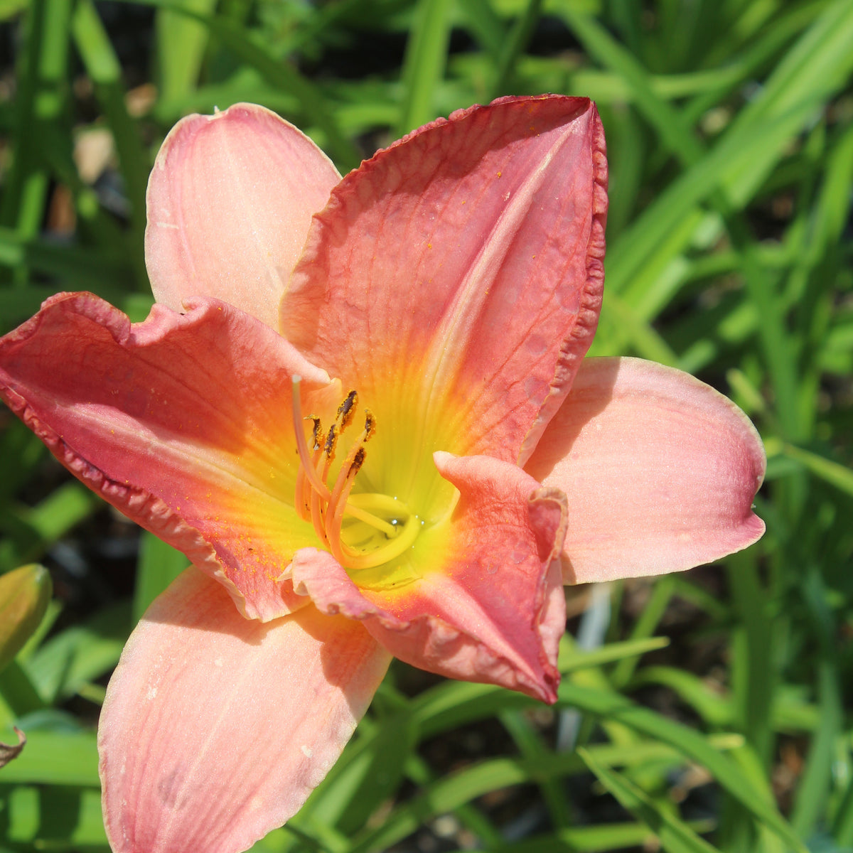 Hemerocallis 'Doris Dean' (pink)