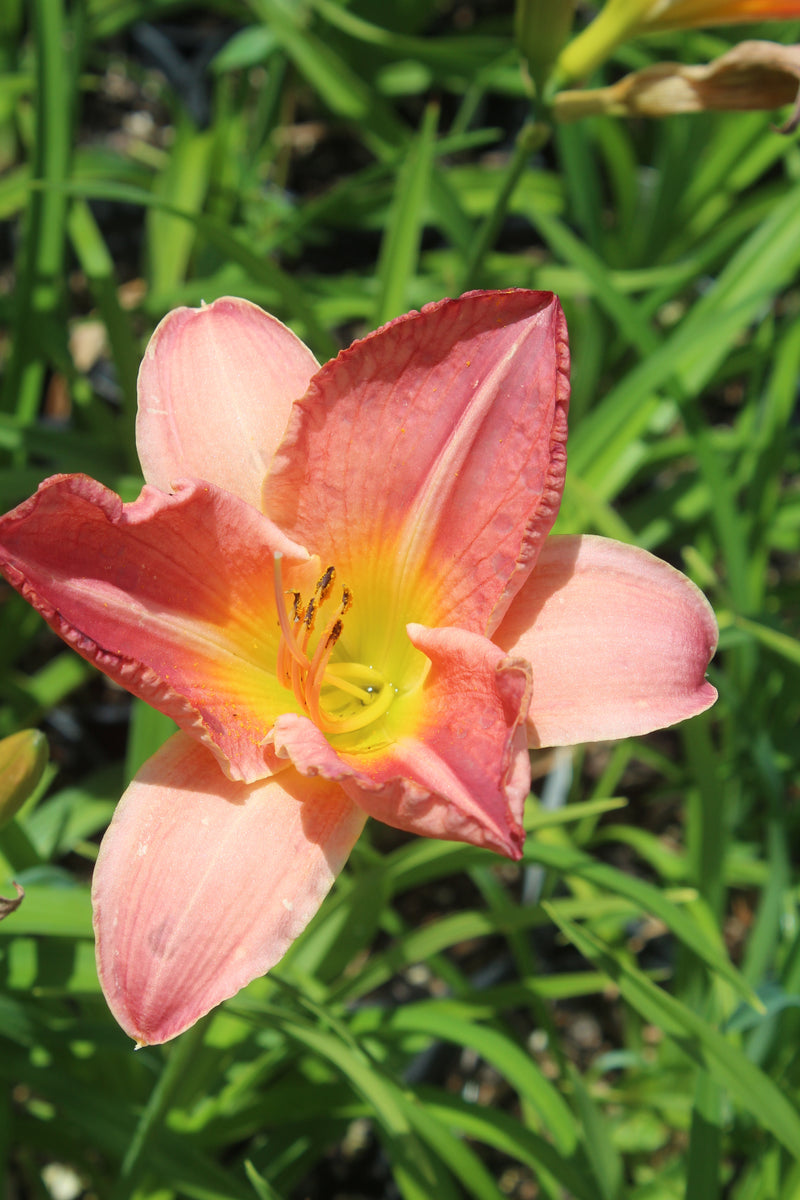 Hemerocallis 'Doris Dean' (pink)