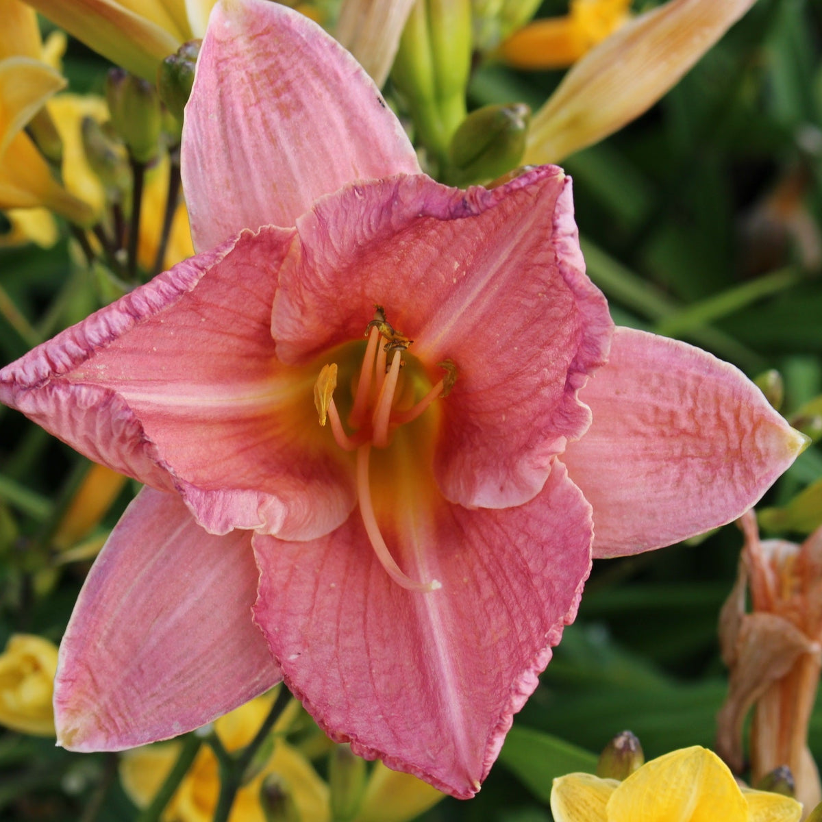 Hemerocallis 'Doris Dean' (pink)