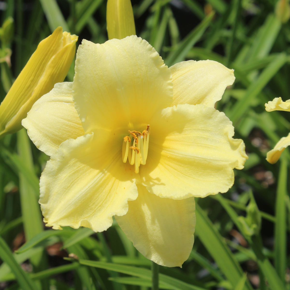 Hemerocallis 'Fragrant Returns' (yellow)