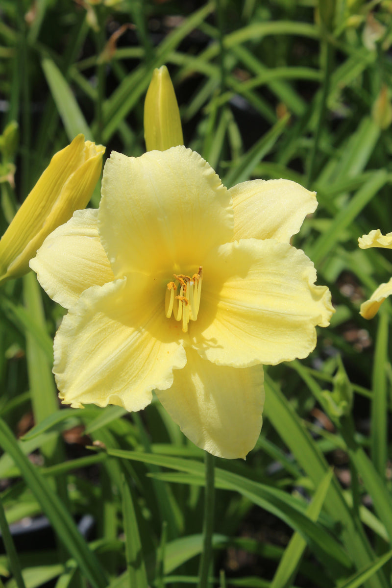 Hemerocallis 'Fragrant Returns' (yellow)
