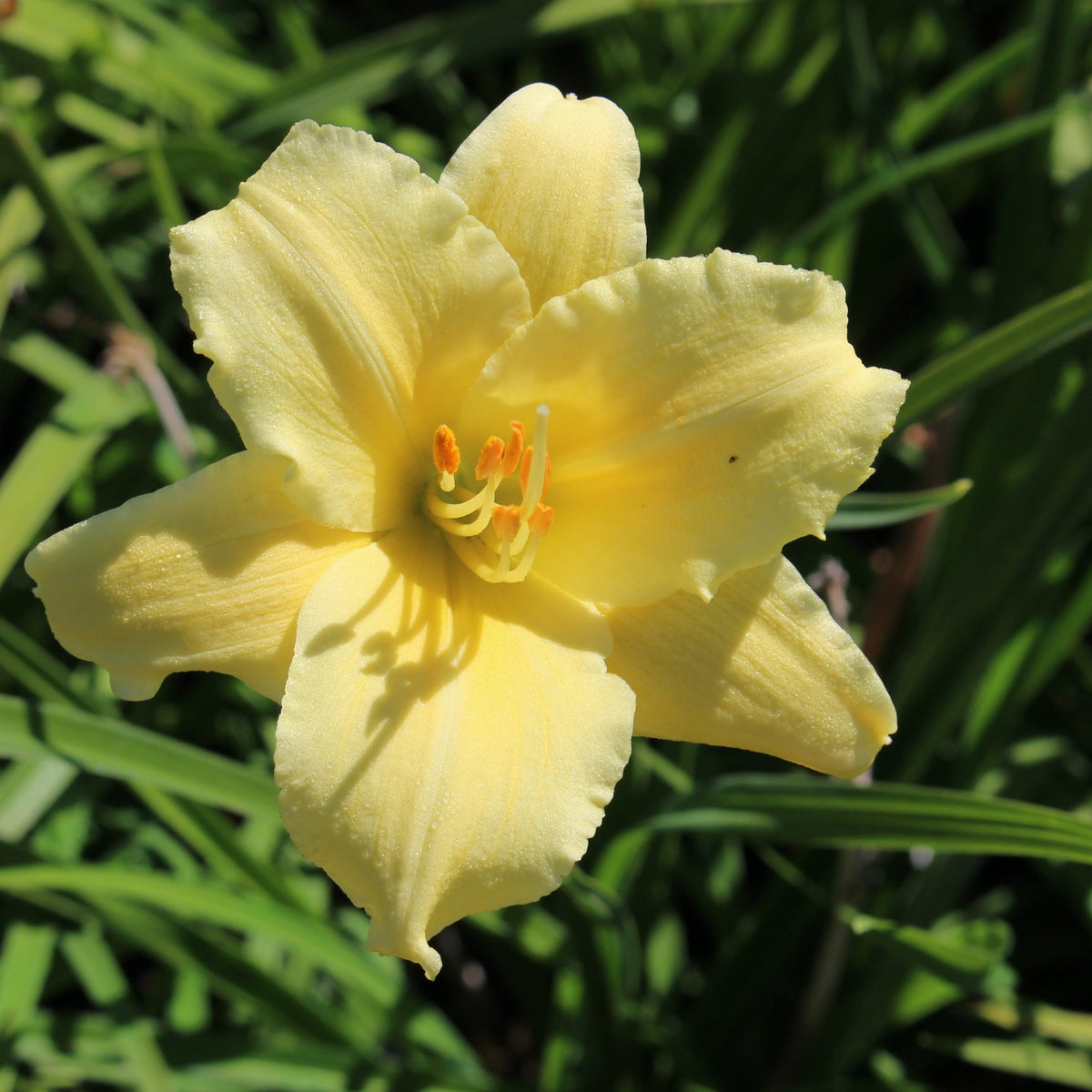 Hemerocallis 'Fragrant Returns' (yellow)