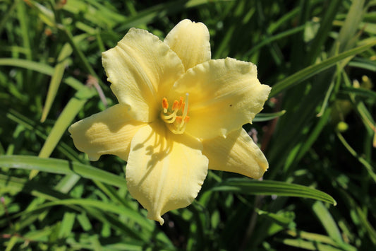 Hemerocallis 'Fragrant Returns' (yellow)