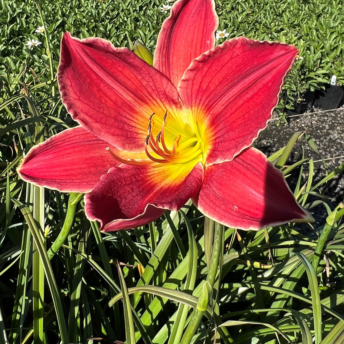 Hemerocallis 'Pardon Me' (red)