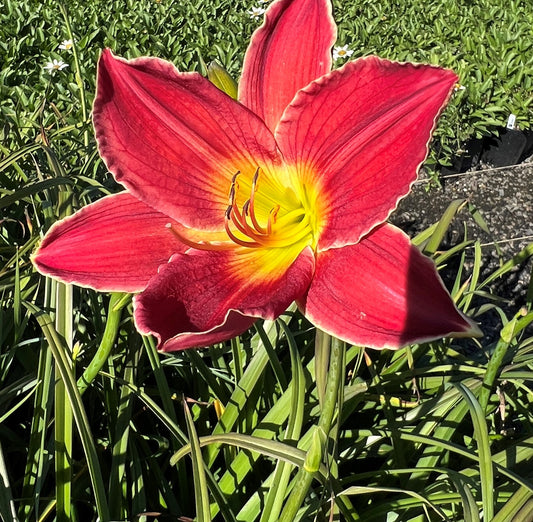 Hemerocallis 'Pardon Me' (red)