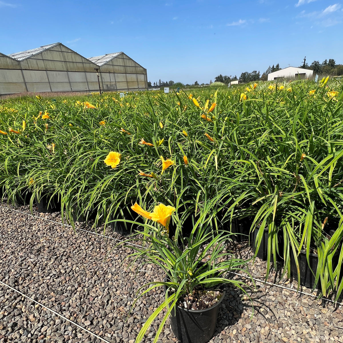 Hemerocallis 'Stella de Oro' (yellow)