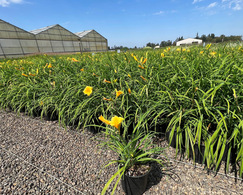 Hemerocallis 'Stella de Oro' (yellow)