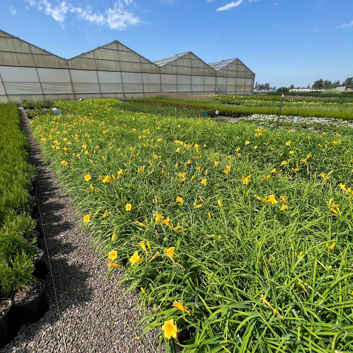 Hemerocallis 'Stella de Oro' (yellow)