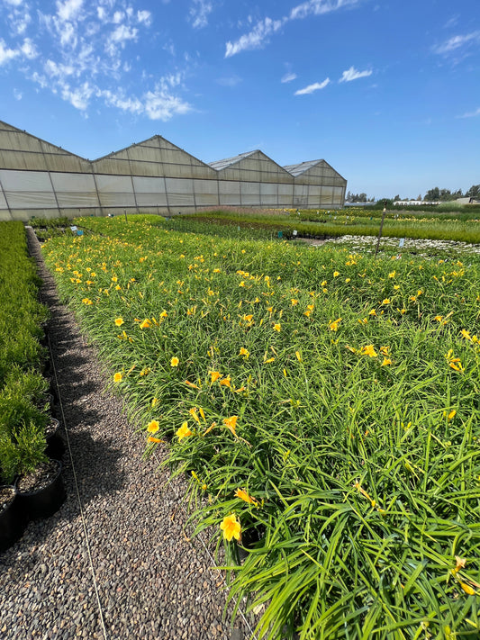 Hemerocallis 'Stella de Oro' (yellow)