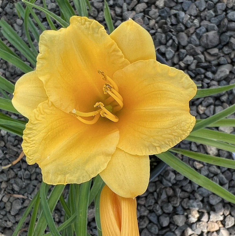 Hemerocallis 'Stella de Oro' (yellow)