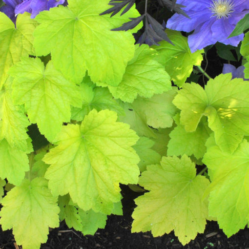 Heuchera 'Electric Lime' PP21872