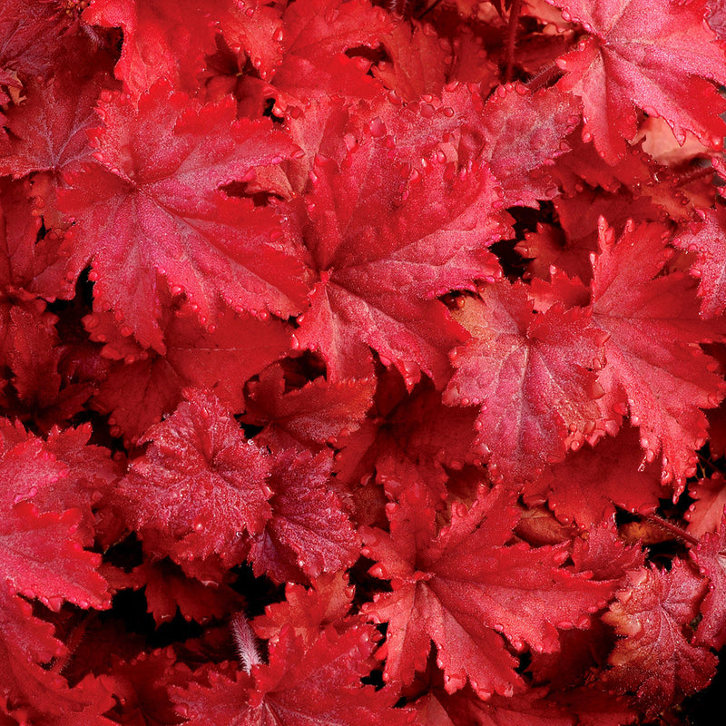 Heuchera 'Fire Chief' PPAF