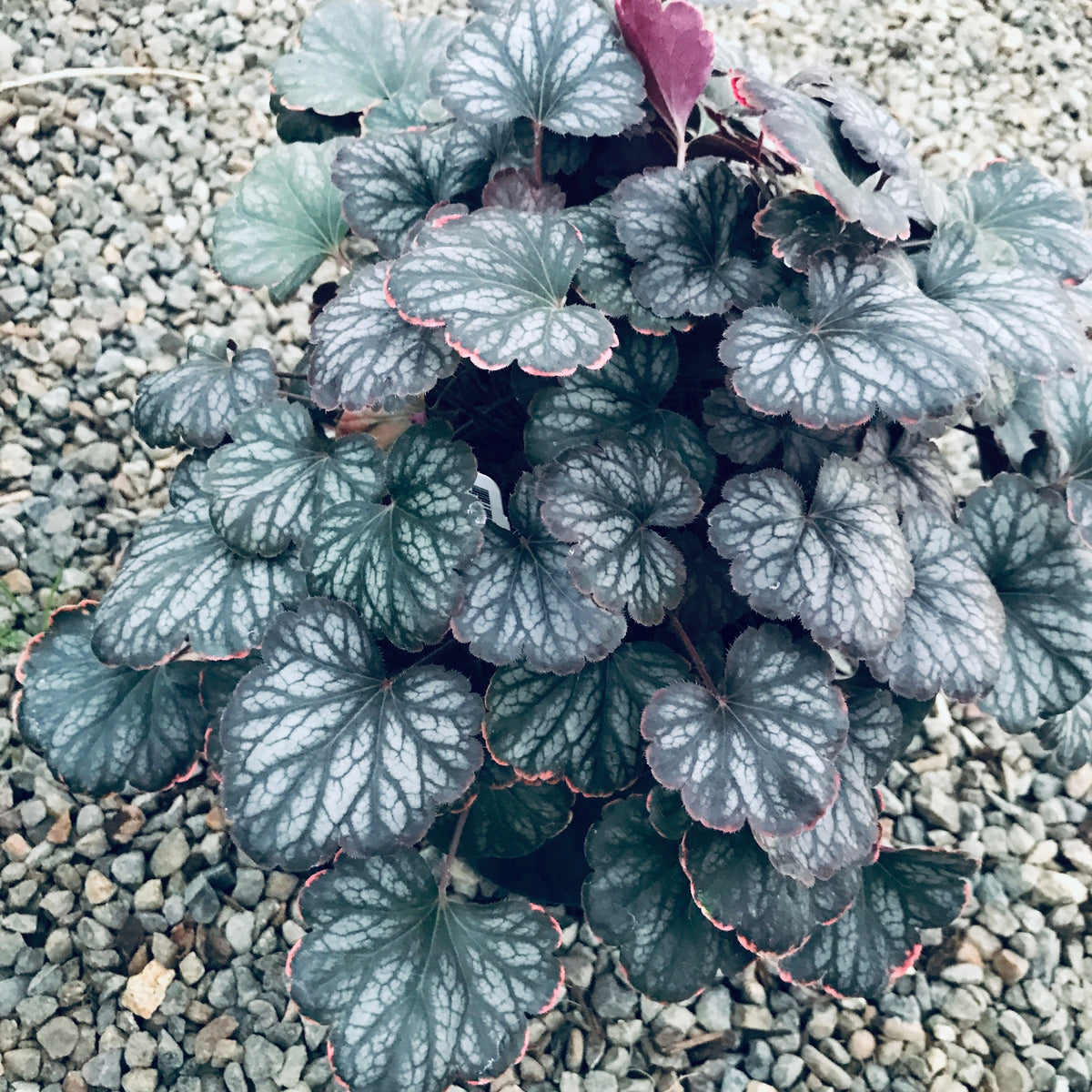 Heuchera 'Saturn'