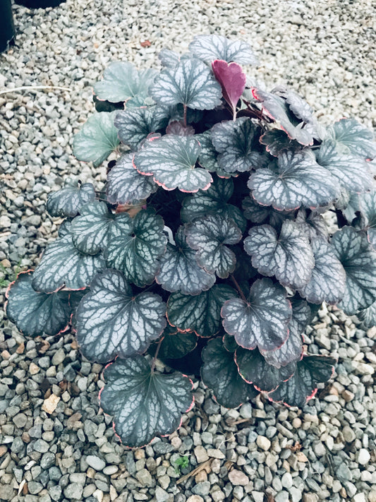 Heuchera 'Saturn'