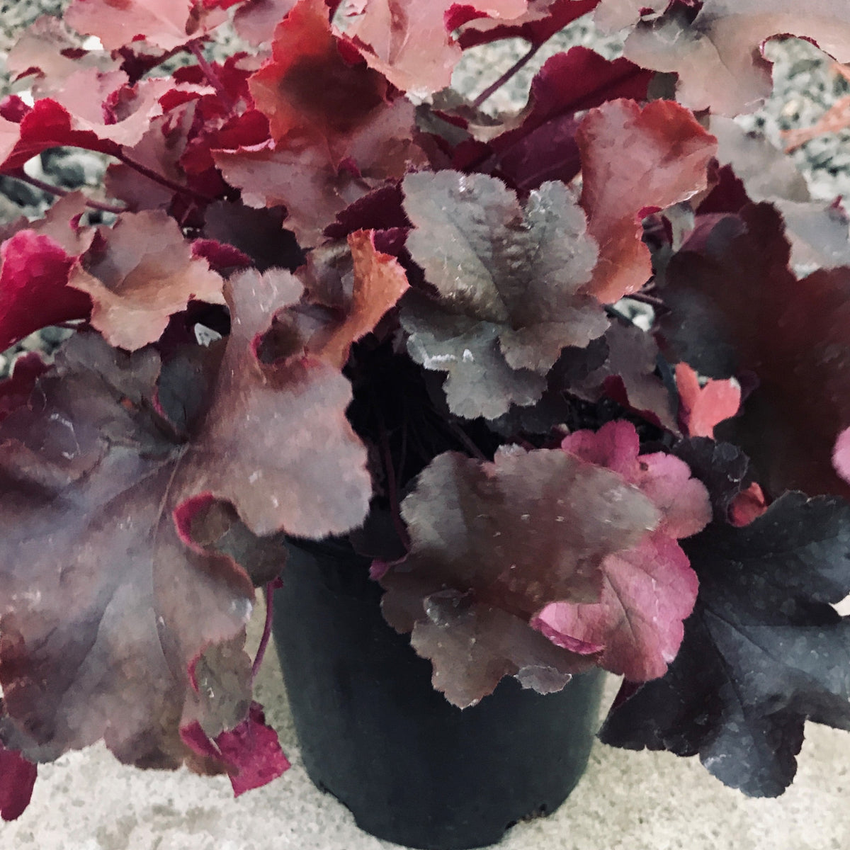 Heuchera 'Sunrise'