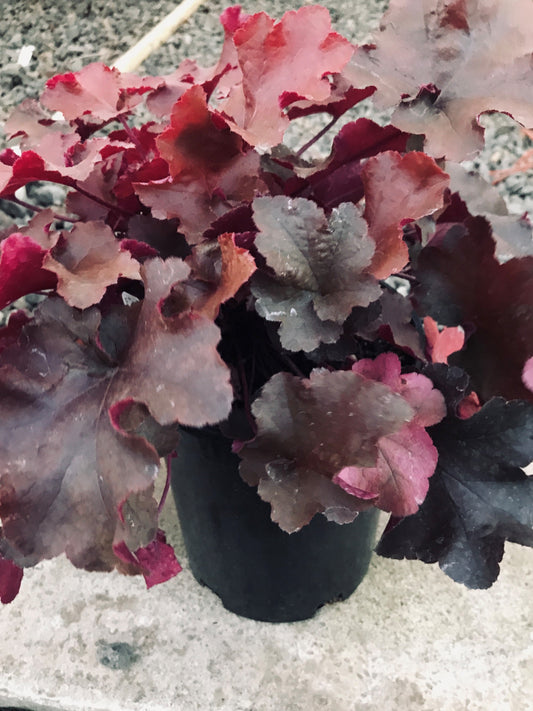 Heuchera 'Sunrise'
