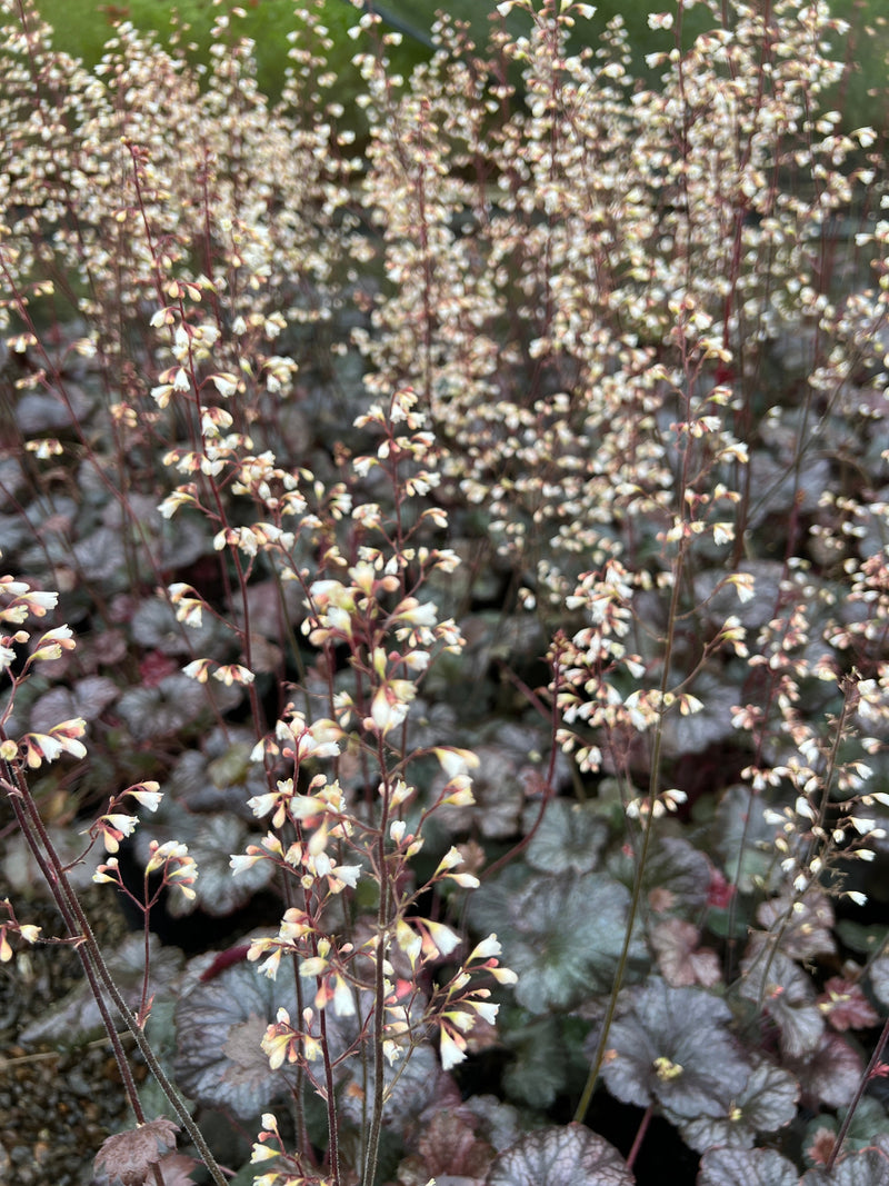 Heuchera 'Saturn'