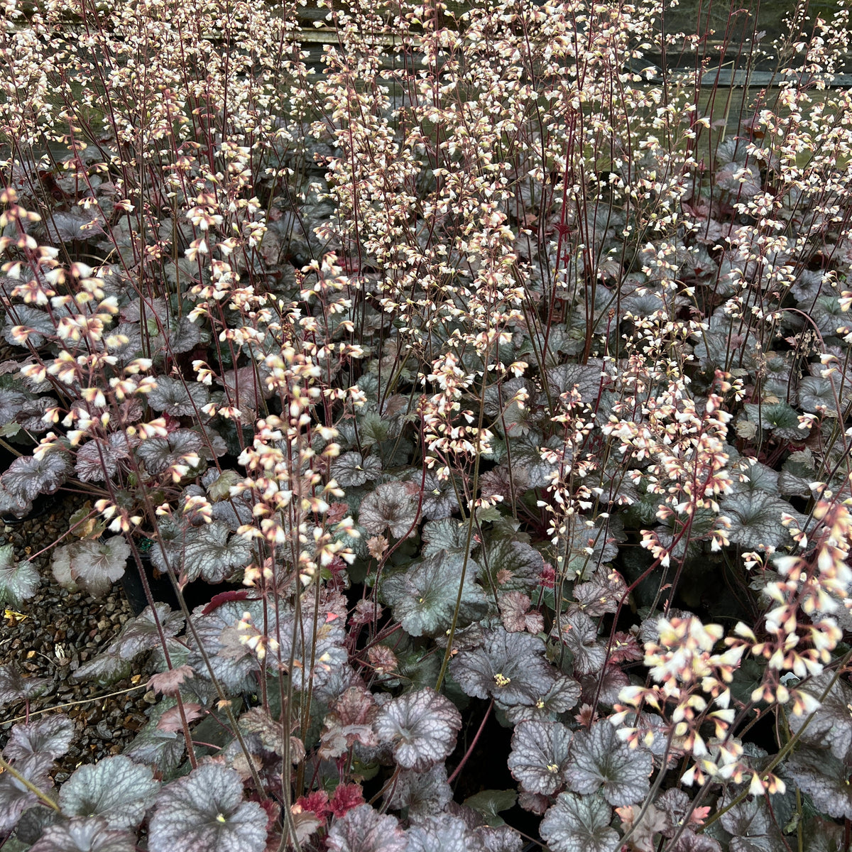 Heuchera 'Saturn'