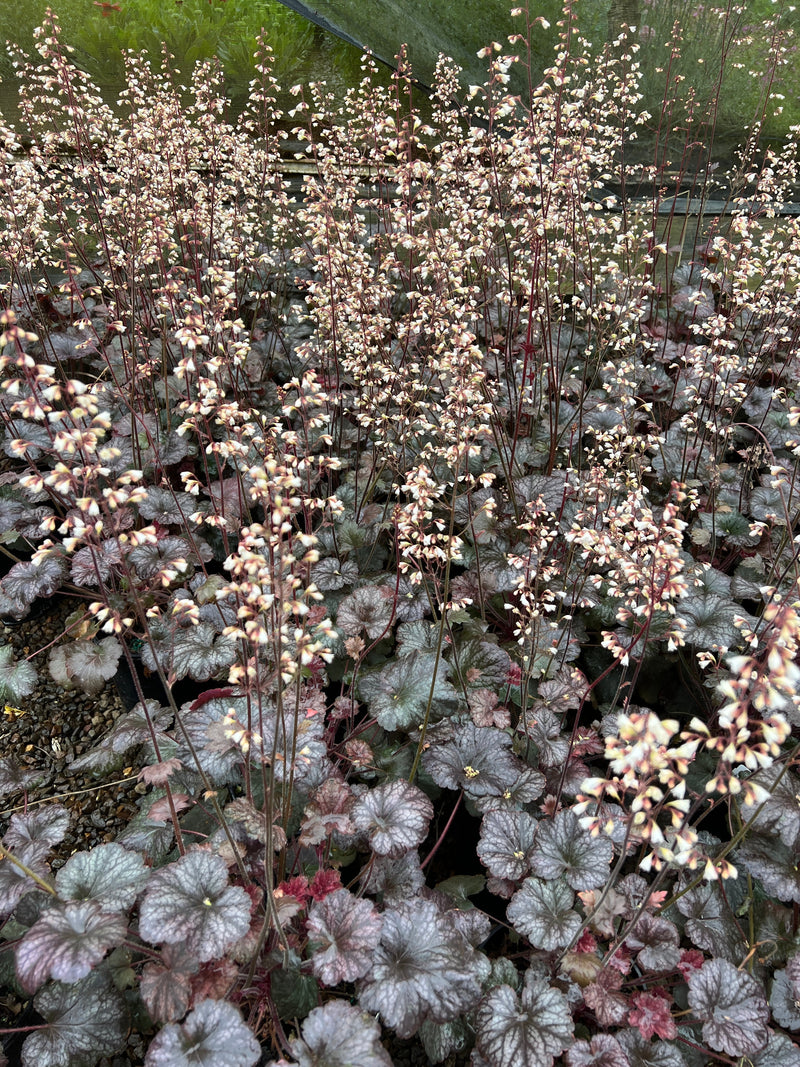 Heuchera 'Saturn'