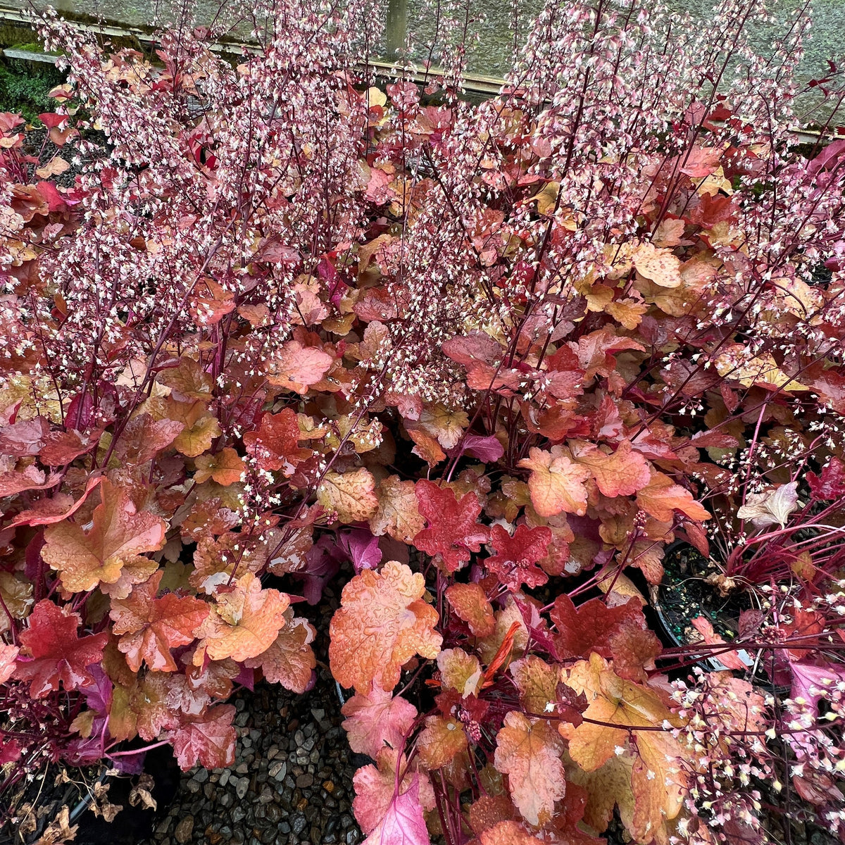 Heuchera 'Sunrise'