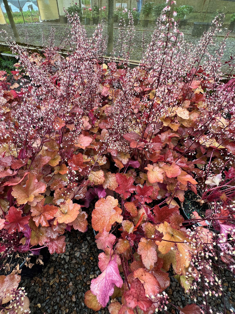 Heuchera 'Sunrise'