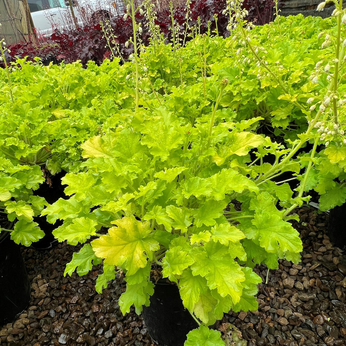 Heuchera 'Winter Joy'