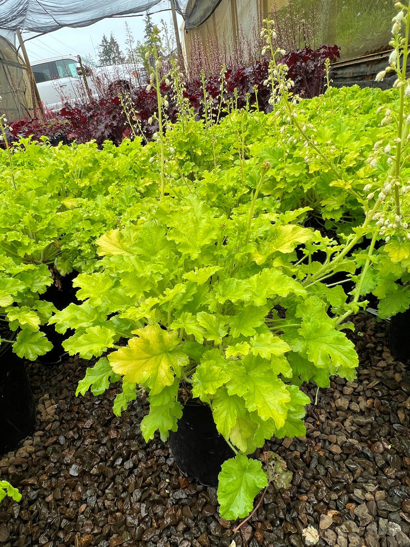 Heuchera 'Winter Joy'