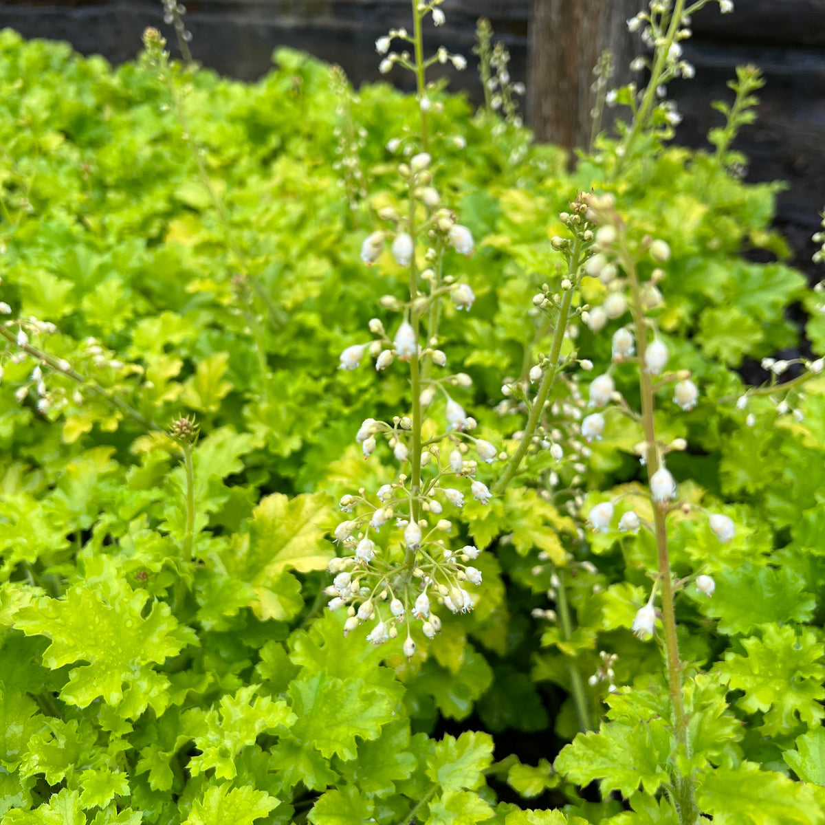 Heuchera 'Winter Joy'