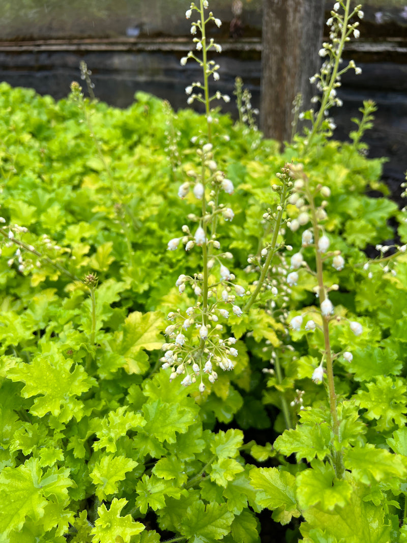 Heuchera 'Winter Joy'