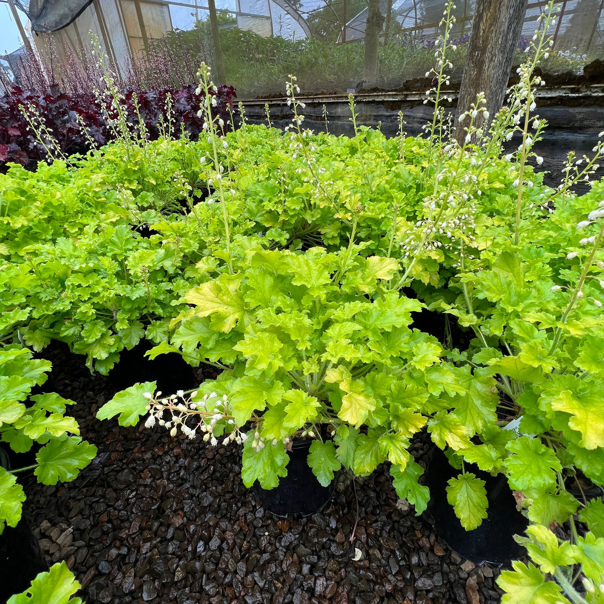 Heuchera 'Winter Joy'