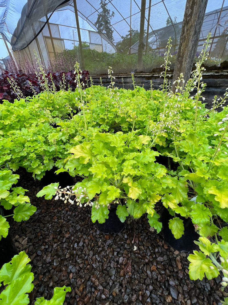 Heuchera 'Winter Joy'