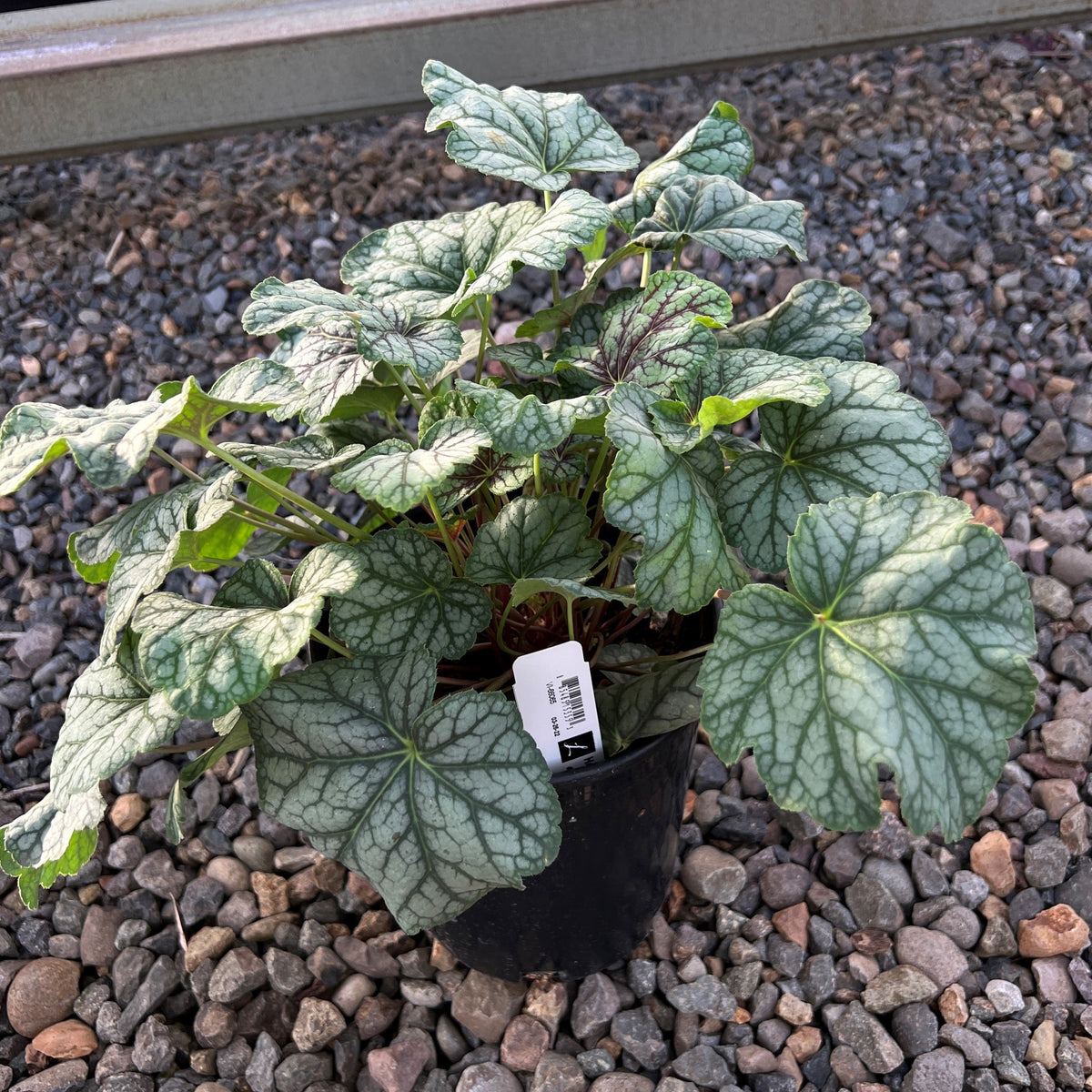 Heuchera americana 'Green Spice'