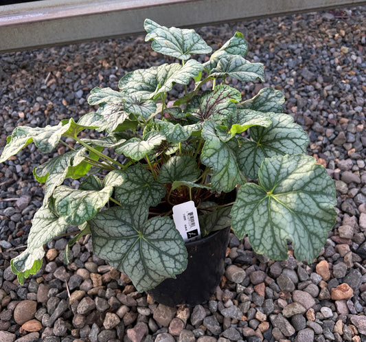 Heuchera americana 'Green Spice'