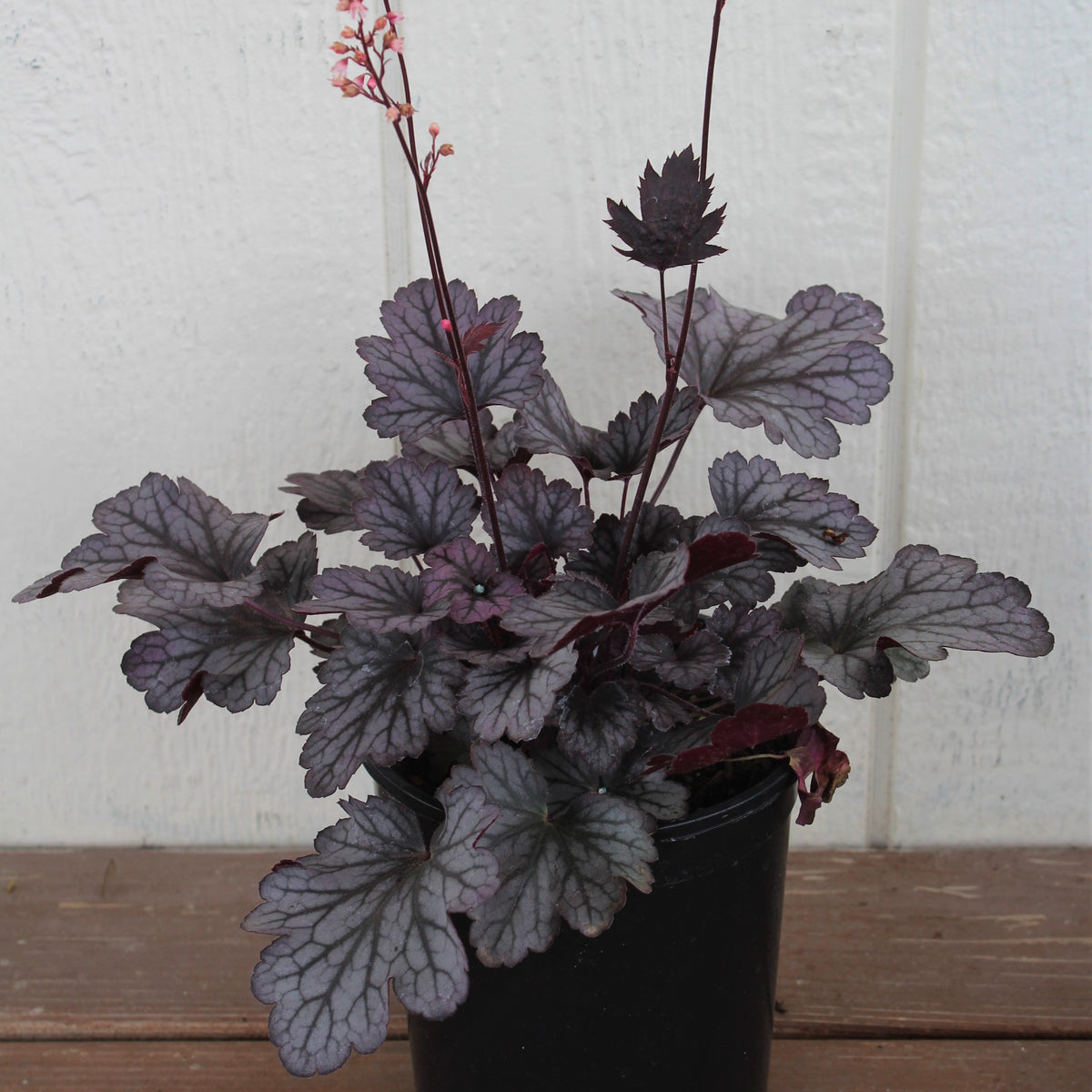 Heuchera x 'Carnival Rose Granita'