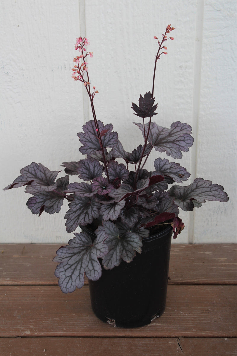 Heuchera x 'Carnival Rose Granita'