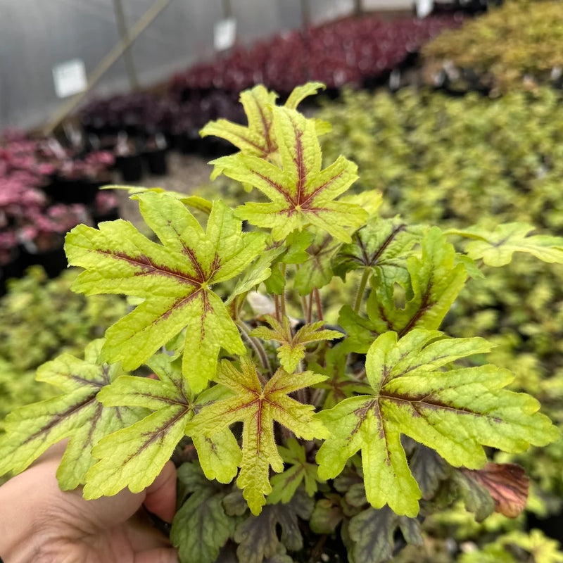 Heucherella 'Alabama Sunrise' PP1961