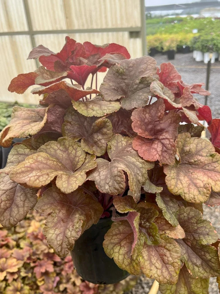 Heucherella 'Buttered Rum' PPAF