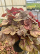 Heucherella 'Buttered Rum' PPAF